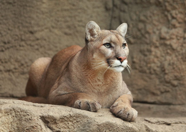 Обои картинки фото животные, пумы, пума