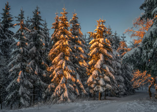 Картинка природа зима снег