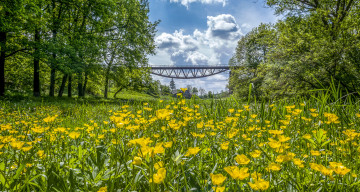 Картинка природа луга трава цветы