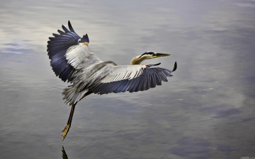 Картинка животные цапли +выпи взлет цапля озеро