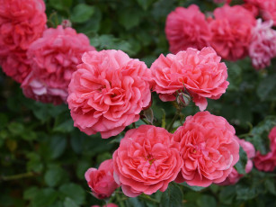 Картинка цветы розы бутон макро пестрая роза