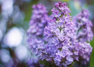 Картинка цветы сирень лепестки цвет цветение