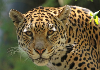 Картинка животные Ягуары животное опасен хищник шерсть окрас ягуар