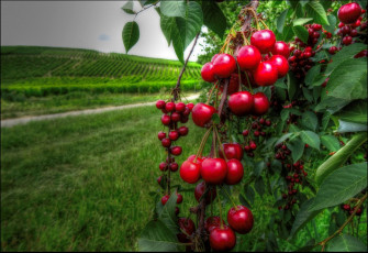 Картинка природа Ягоды вишня