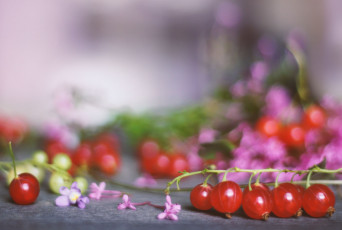 Картинка еда смородина кислая сочная ягода