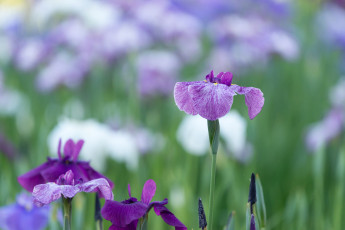 Картинка цветы ирисы цвет лепестки цветение ирис