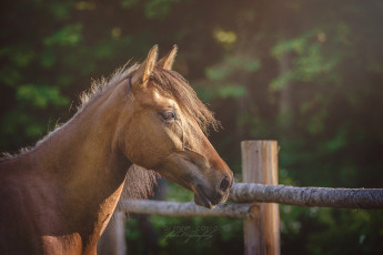 Картинка животные лошади грива окрас лошадь