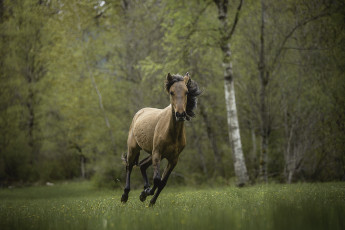 обоя животные, лошади, грива, окрас, лошадь