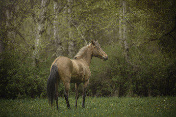 Картинка животные лошади грива окрас лошадь
