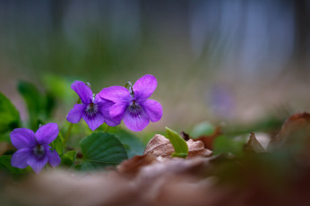 Картинка цветы фиалки фиалка цветение цвет лес