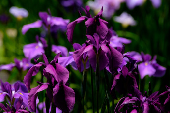 Картинка цветы ирисы цвет цветение лепестки