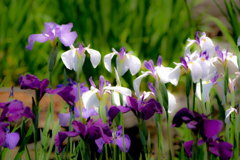 Картинка цветы ирисы цвет лепестки цветение ирис