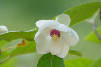 Картинка цветы камелии цветение камелия кустарник цвет лепестки