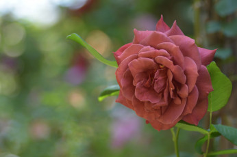 Картинка цветы розы цвет лепестки цветение роза