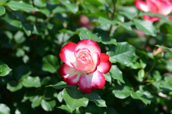 Картинка цветы розы макро пестрая роза бутон