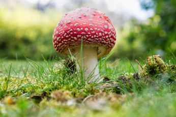 Картинка природа грибы +мухомор грибок