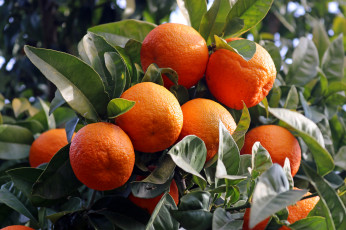 Картинка природа плоды мандарины