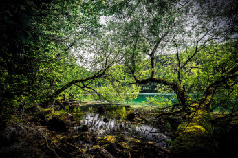 Картинка природа реки озера лес река