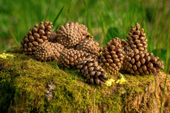 Картинка природа шишки +жёлуди +каштаны пенек