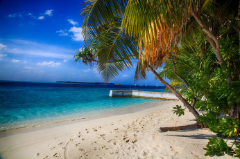 Картинка природа тропики море пляж пальмы вода красота