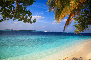 Картинка природа тропики море пляж пальмы вода красота