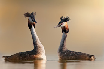Картинка животные Чомги+ поганки чубчик окрас перья чомга