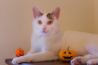 Картинка животные коты кот окрас взгляд отдых