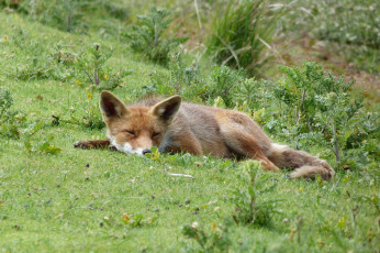 обоя животные, лисы, опасна, шерсть, окрас, лиса