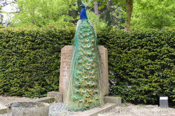 Картинка животные павлины птица перья павлин