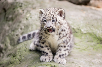 Картинка животные снежный+барс+ ирбис животное кисточки ушки шерсть окрас рысь