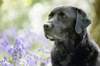 обоя животные, собаки, цвет, шерсть, окрас, собака