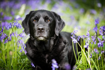 Картинка животные собаки взгляд окрас цветы собака