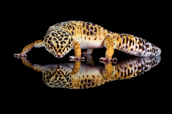 Картинка животные Ящерицы +игуаны +вараны ящерица язык окрас фон