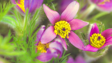 Картинка цветы анемоны +сон-трава композиция трава зелень макро