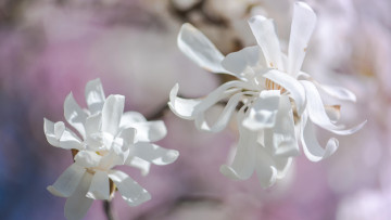 Картинка цветы магнолии весна светотень дуэт лепестки белые светлый фон нежно свет магнолия ветка цветки изящно бутоны цветение нежные флора красота