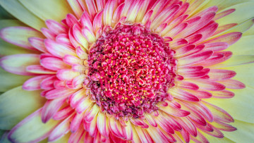 Картинка цветы внутри цветка лепестки астра тычинки цвет цветок хризантема макро