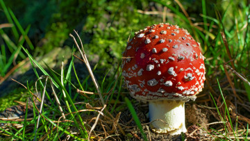 Картинка природа грибы +мухомор грибок