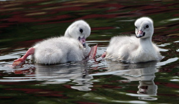 Картинка животные лебеди вода малыши игра гуси пара