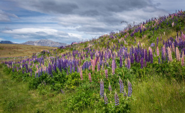Картинка природа луга трава цветы гора холм