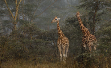 Картинка животные жирафы жираф окрас расцветка пара деревья