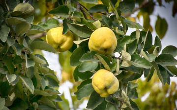 Картинка природа плоды айва