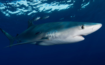 обоя животные, акулы, глаза, рыба, подводный, мир, рыбища, рыбы, рыбки-спутницы, голубая, акула, обитатели, морей, фауна, блики, выражение, фон, подводная, съёмка, огромная, темный, синий, океан, крупный, план, вода, море, под, водой, большая, глубина, взгляд