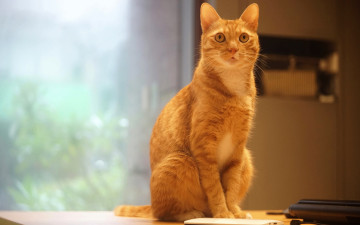 Картинка животные коты электроника кошка помещение стол поза окно офисный охранник белый мобильник мобильный айфон взгляд стена смартфон офис телефон кот гаджет рыжий сидит