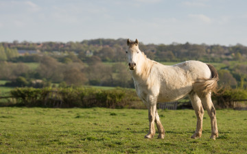 Картинка животные лошади лето поле изгородь облака простор конь природа небо ограждение трава пастбище лошадь газон деревья провинция кони деревня забор луг белый