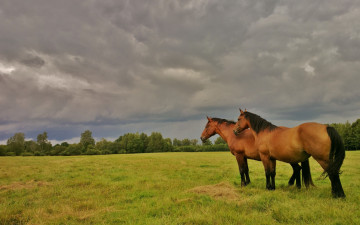 Картинка животные лошади перед дождем коричневый два коня пара луг облака кустарники природа грозовые небо лето гнедой деревья настроение поле взгляд в даль грозой простор двое конь тучи кусты солома кони пасмурно зелень трава лошадь