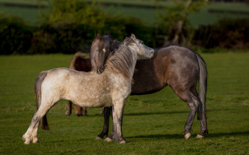 Картинка животные лошади природа газон ограждение простор двое конь два гнедой пастбище кусты любовь изгородь пара дружба забор луг отношения пегий кони настроение поле зелень лето трава лошадь