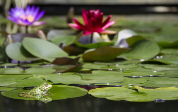 Картинка животные лягушки фон палочка окрас лягушка