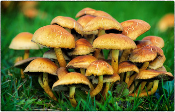 Картинка природа грибы опята