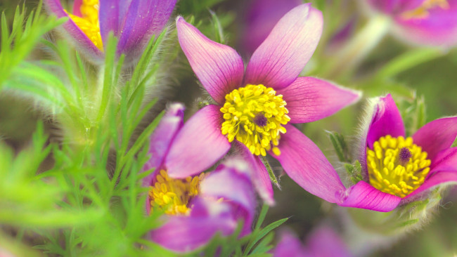 Обои картинки фото цветы, анемоны,  сон-трава, композиция, трава, зелень, макро