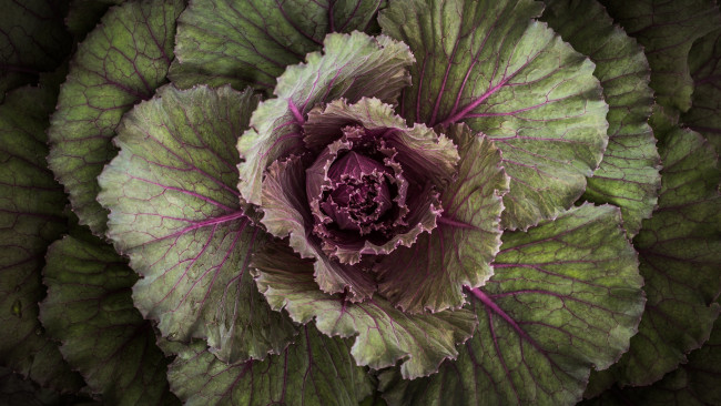 Обои картинки фото цветы, декоративная капуста, листья, композиция, растение, декоративная, капуста, макро